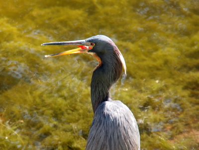 [Side view of a heron facing the left with its bill open and a section of red tongue sticking up from its throat. The sun shining on the bird's righ side highlights the yellow color of the lower bill and the red tongue.]